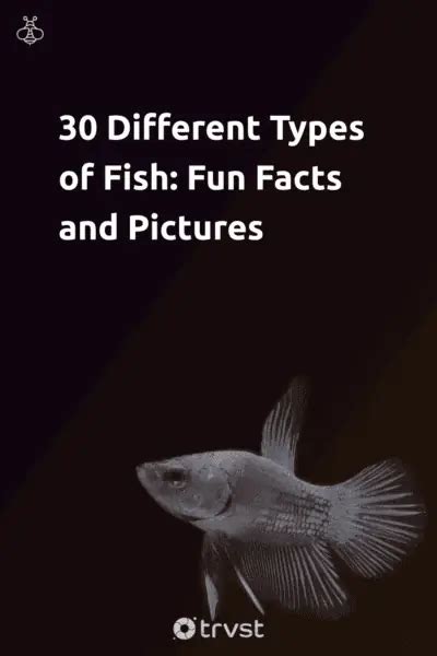 30 Different Types of Fish: Fun Facts and Pictures .